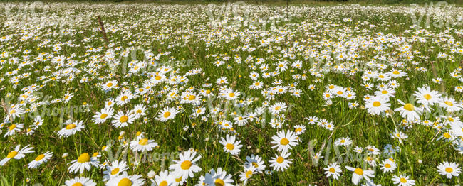 field of blooming daisies