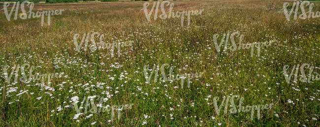 field with blooming yarrow