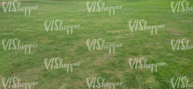 lawn with dry patches