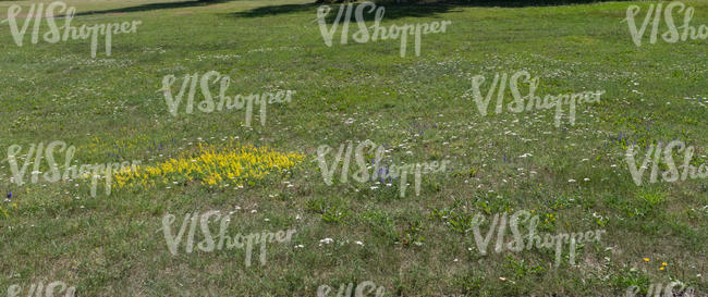 low grass with flowers