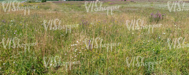 meadow with colorful flowers