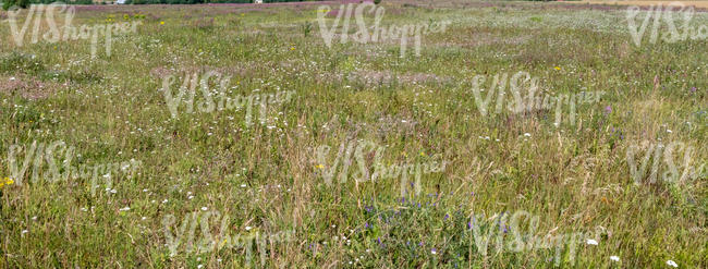 sunny meadow with flowers