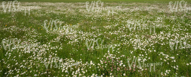 sunny field of daisies