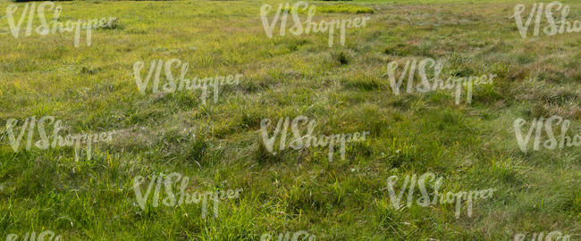 grassland in golden light