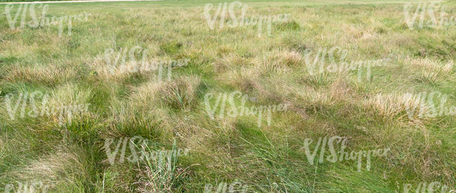 field with tufts of grass