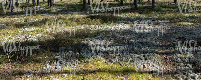 mossy forest ground