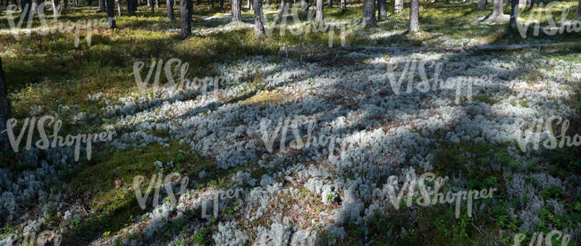 forest ground with lots of moss