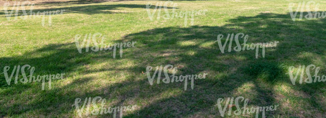 lawn with a large tree shadow
