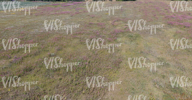 grass with purple flowers seen from above