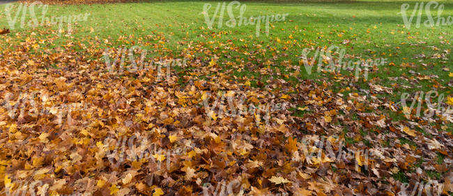 lawn with fallen leaves