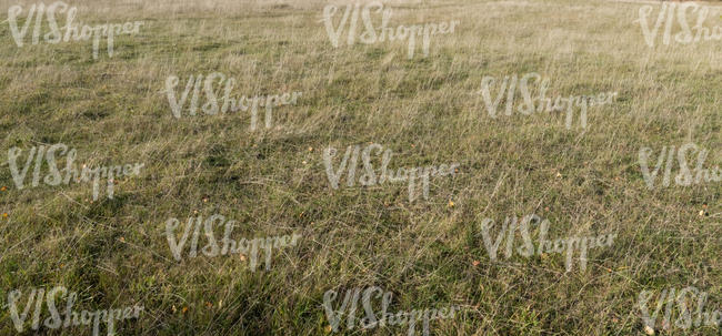 dry grass in autumn