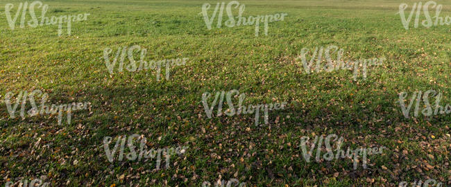 lawn with some fallen leaves