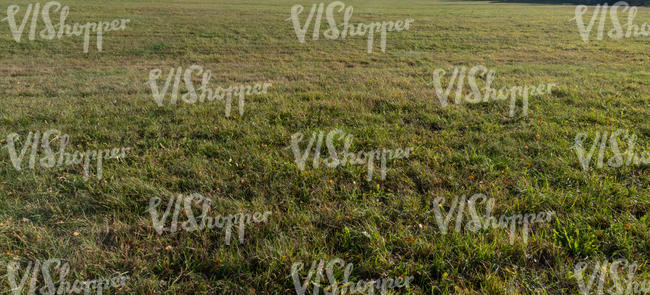 grass in evening sun