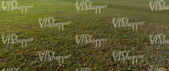 lawn with fallen leaves in autumn light