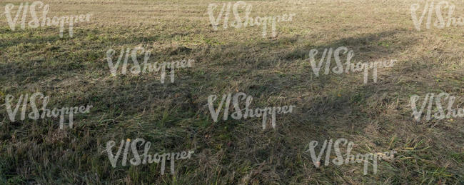 field of dry grass