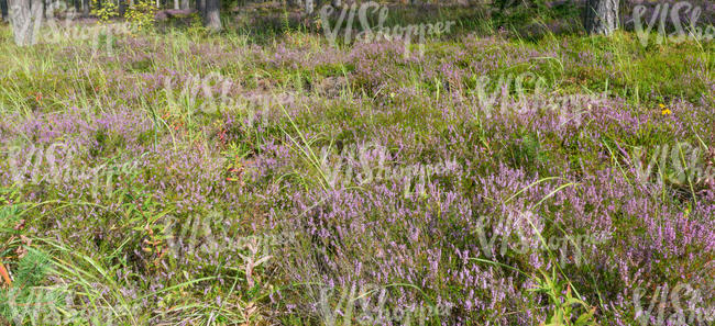 forest ground with heather