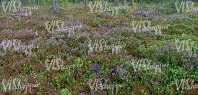 forest gorund with heather in shade