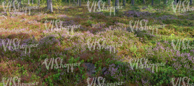 heather in forst with tree shadows