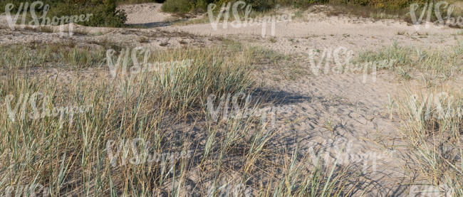 sandy beach with dry grass