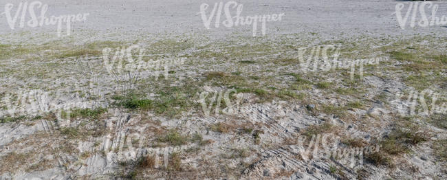 sandy ground with low grass