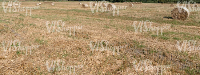 hay field in summer