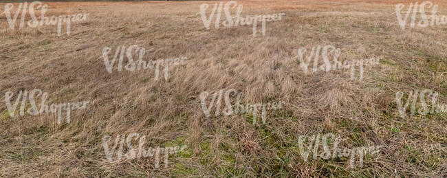 field of fry grass