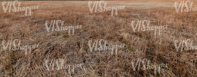 field of dry grass in evening sun