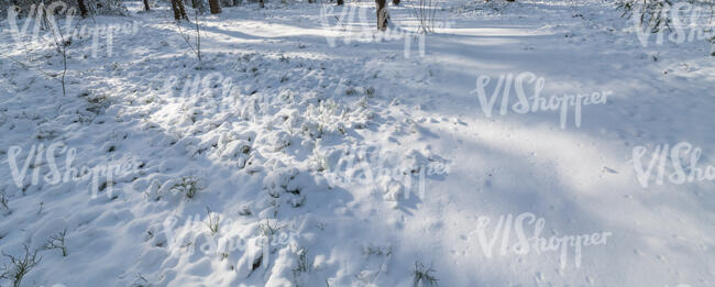 snowy forest ground