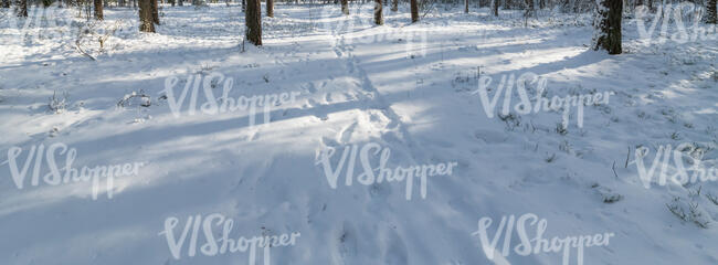 snowy forest ground with footprints