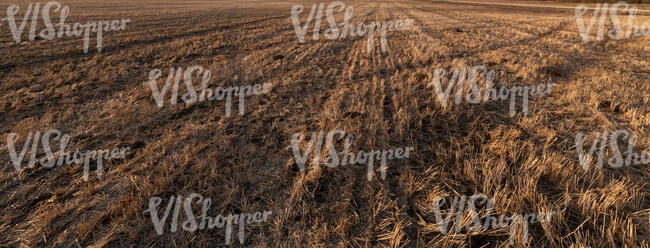 harvested field in evening sun