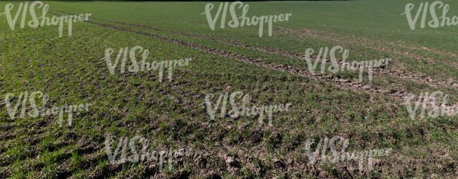 agricultural field with tractor tracks