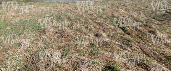 field of tall dry grass