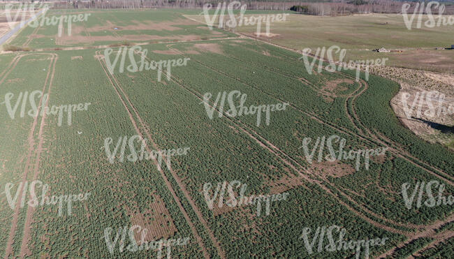 large agricultural field seen from above