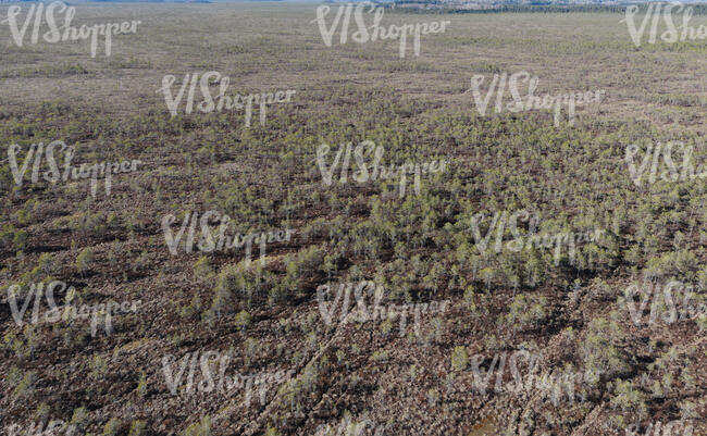 bird-eye view of a bog forest