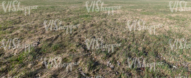 field of semi dry grass