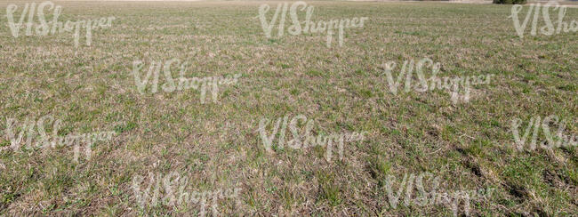 field of grass in early spring