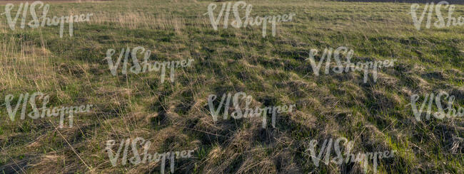 field of grass in early spring
