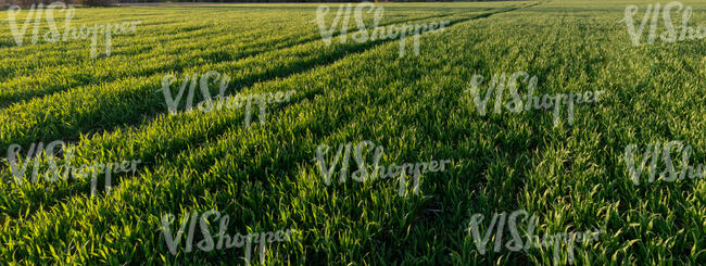 agricultural field with young crop