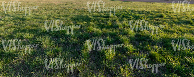 field of tufty grass in evening sun