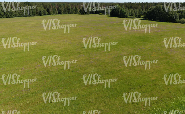 bird-eye view of a meadow with flowers