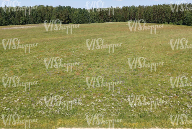 beautiful meadow with flowers seen from above