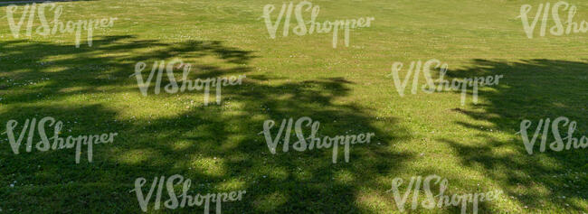 lawn with tree shadows and small daisies