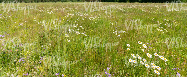 meadow with daisies and bellflowers