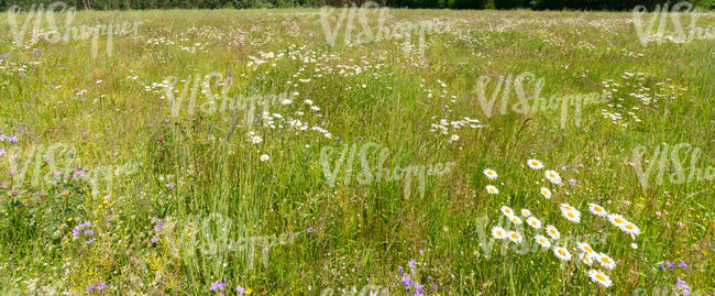 meadow with daisies and bellflowers