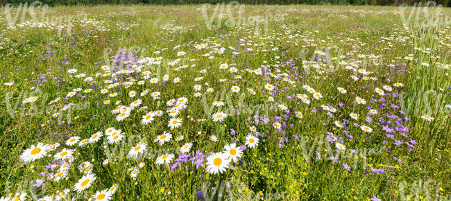 meadow with blooming daisies and bellflowers