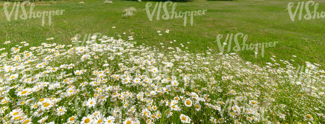 grass field with a bush of daisies in the foreground