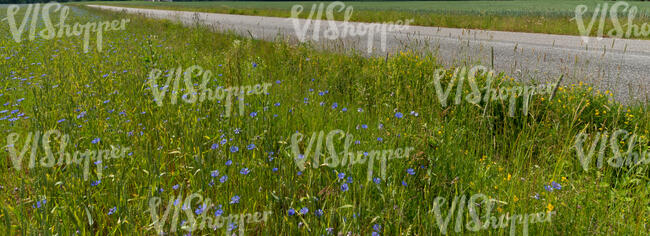 road between rye fields with cornflowers
