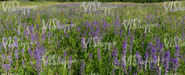 meadow with purple lupins blooming