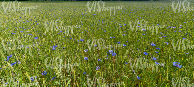 rye field with many cornflowers