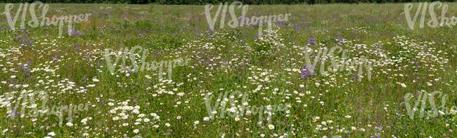 meadow with many daisies and bellflowers